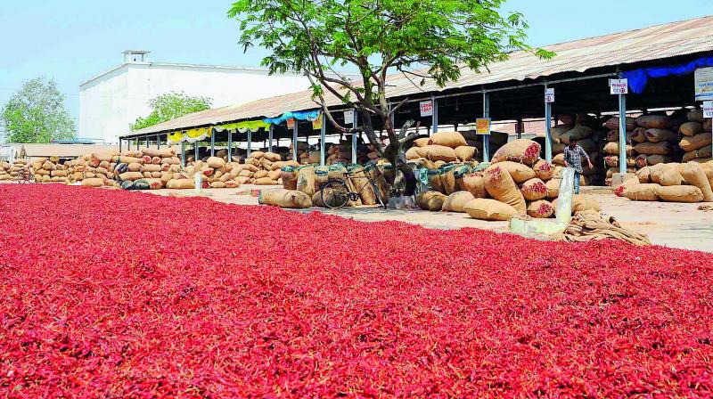 The price of chillies dropped steeply this season and chilli growers have demanded that the government purchase their produce. The price of chillies dropped steeply this season and chilli growers have demanded that the government purchase their produce.