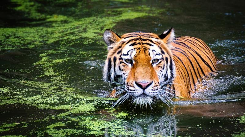 Babhulkar has adopted the eight-year-old tiger, now housed in the newly-opened Gorewada Rescue Centre in Nagpur. Babhulkar has adopted the eight-year-old tiger, now housed in the newly-opened Gorewada Rescue Centre in Nagpur.