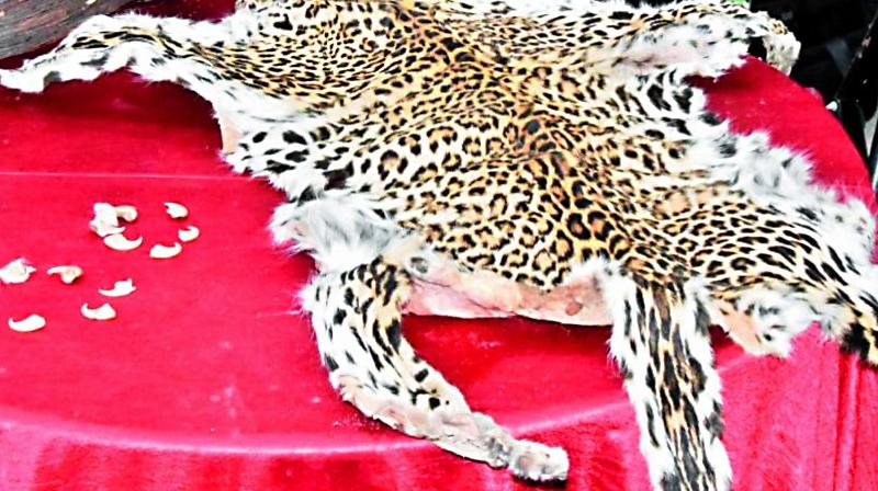 The seized leopard skin, teeth and nails on display. (Photo: DC) The seized leopard skin, teeth and nails on display. (Photo: DC)