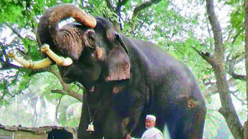The Shia community is urging the government to allow two elephants for the procession to revive the old tradition and is ready to bear the expenses of one elephant. The Shia community is urging the government to allow two elephants for the procession to revive the old tradition and is ready to bear the expenses of one elephant.