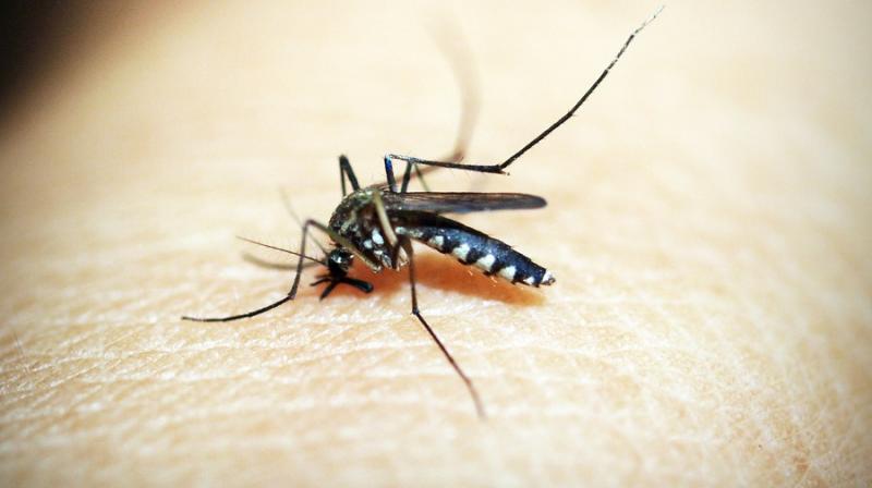 PfSPZ uses a live, immature form of the malaria parasite, called a sporozoite, to stimulate an immune reaction in humans.(Photo: Pixabay)) PfSPZ uses a live, immature form of the malaria parasite, called a sporozoite, to stimulate an immune reaction in humans.(Photo: Pixabay))