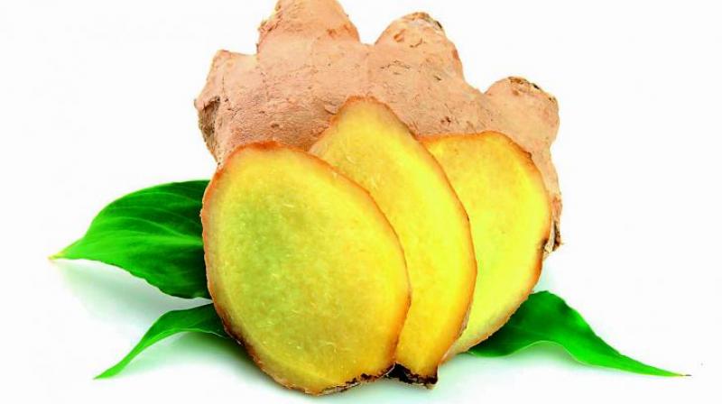 Ginger is actually an ancient herb and has been used since Vedic times for a plethora of medicinal purposes. Ginger is actually an ancient herb and has been used since Vedic times for a plethora of medicinal purposes.