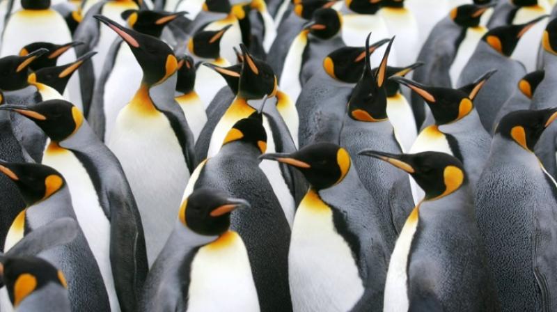 The British Antarctic Survey (BAS) used satellite imagery to study the behaviour of the Halley Bay colony in the Weddell Sea due south of Cape Hope. (Photo: AFP) The British Antarctic Survey (BAS) used satellite imagery to study the behaviour of the Halley Bay colony in the Weddell Sea due south of Cape Hope. (Photo: AFP)