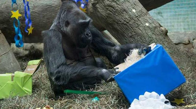 Colo just epitomizes the advances that zoos have made (Photo: Facebook) Colo just epitomizes the advances that zoos have made (Photo: Facebook)