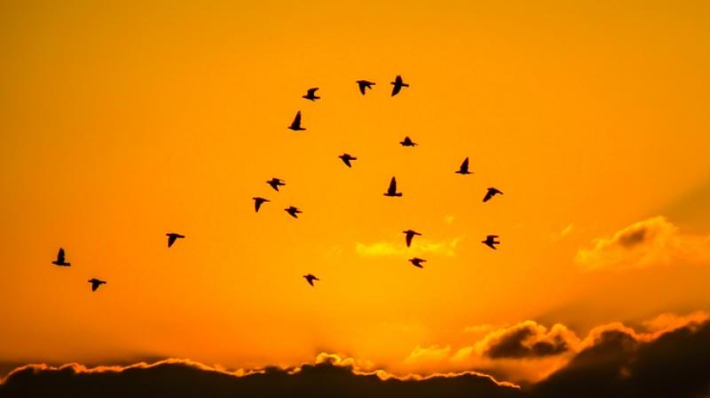 Birds have been captivated for people's fascination for ages (Photo: Pixabay) Birds have been captivated for people's fascination for ages (Photo: Pixabay)