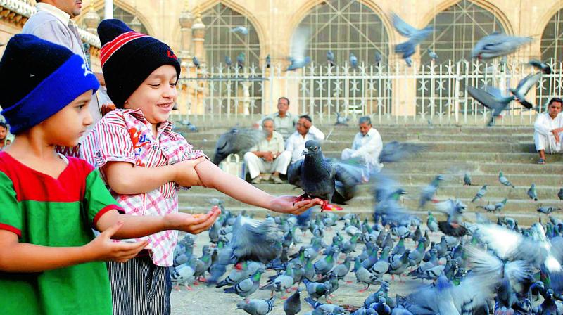 Children feed pigeons at the Macca Masjid. (Photo: DC) Children feed pigeons at the Macca Masjid. (Photo: DC)