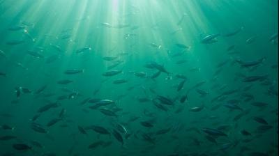 A robot like this can help explore the reef more closely than current robots. (Photo: Pixabay)