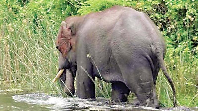 So, the forest department should submit a proposal for making budgetary allocation for constructing the barricades, he said. So, the forest department should submit a proposal for making budgetary allocation for constructing the barricades, he said.
