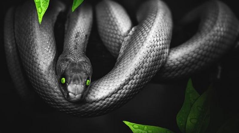 The massage uses snakes who compress and squeeze the subject thereby relaxing their muscles. (Photo: Pixabay) The massage uses snakes who compress and squeeze the subject thereby relaxing their muscles. (Photo: Pixabay)
