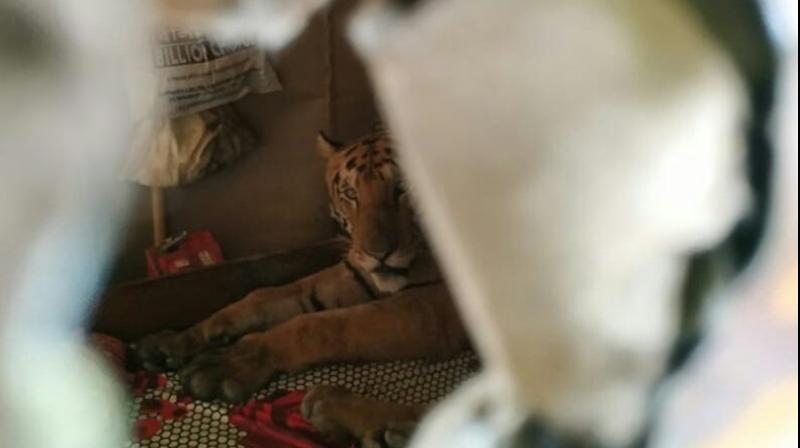 Forest officials say 95 per cent of Kaziranga National Park has been flooded. (Photo: Twitter | @wti_org_india) Forest officials say 95 per cent of Kaziranga National Park has been flooded. (Photo: Twitter | @wti_org_india)