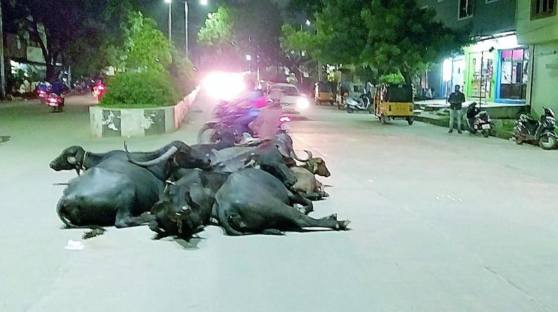 Animals resting on the road Animals resting on the road