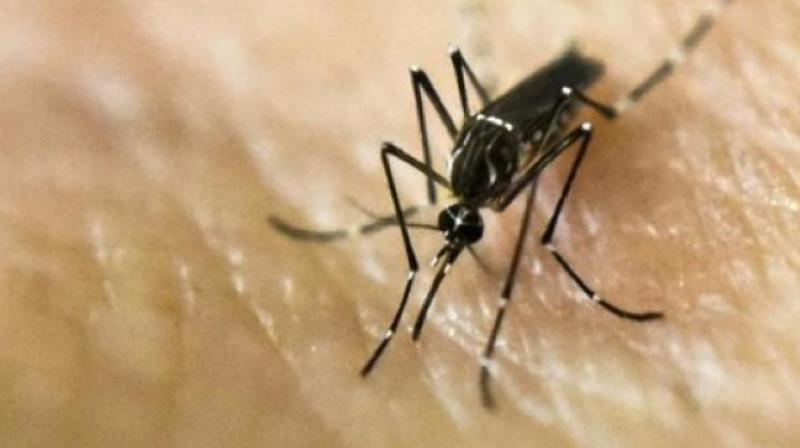 The disease, which originates from pigs and spreads to humans, mostly children, through mosquitoes, had surfaced in the district around 44 days ago. The disease, which originates from pigs and spreads to humans, mostly children, through mosquitoes, had surfaced in the district around 44 days ago.