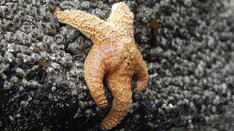 The file photo, shows a starfish clings to a rock near Haystack Rock during low tide in Cannon Beach, Ore. Starfish are making a comeback on the West Coast, four years after a mysterious syndrome killed millions of them. From 2013 to 2014, Sea Star Wasting Syndrome hit sea stars from British Columbia to Mexico. Now the species is rebounding with sea stars being spotted in Southern California tide pools and elsewhere, the Orange County Register reported. (Photo: AP) The file photo, shows a starfish clings to a rock near Haystack Rock during low tide in Cannon Beach, Ore. Starfish are making a comeback on the West Coast, four years after a mysterious syndrome killed millions of them. From 2013 to 2014, Sea Star Wasting Syndrome hit sea stars from British Columbia to Mexico. Now the species is rebounding with sea stars being spotted in Southern California tide pools and elsewhere, the Orange County Register reported. (Photo: AP)