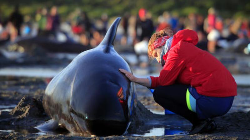 German visitor Lea Stubbe rubs water on a pilot whale that beached itself at the remote Farewell Spit on the tip of the South Island of New Zealand. German visitor Lea Stubbe rubs water on a pilot whale that beached itself at the remote Farewell Spit on the tip of the South Island of New Zealand.