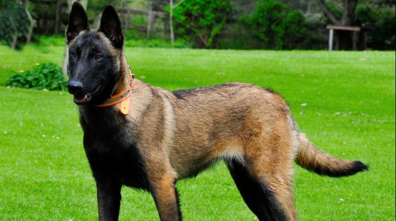 Jeb, a two-year-old Belgian Malinois, was the service dog for Kenneth Job, 79, an Air Force veteran with neurodegenerative disease called Charcot-Marie-Tooth who uses Jed to help him stand and walk. (Photo: YouTube) Jeb, a two-year-old Belgian Malinois, was the service dog for Kenneth Job, 79, an Air Force veteran with neurodegenerative disease called Charcot-Marie-Tooth who uses Jed to help him stand and walk. (Photo: YouTube)