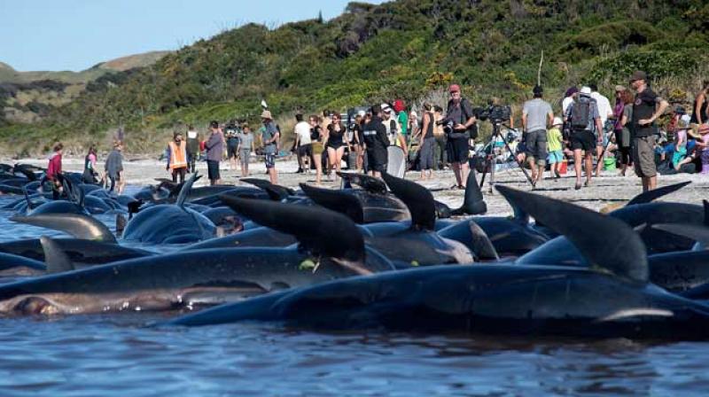 Over 200 whales were stranded on a New Zealand coastline late Saturday. (Photo: AFP) Over 200 whales were stranded on a New Zealand coastline late Saturday. (Photo: AFP)