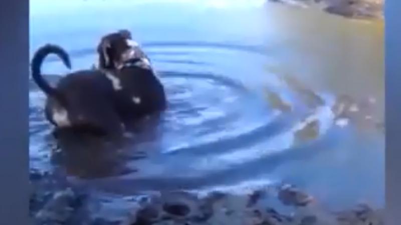 The water isn't very deep and as the dog goes on walking into it suddenly out of nowhere an alligator attacks him. (Photo: Youtube/waseem khizer) The water isn't very deep and as the dog goes on walking into it suddenly out of nowhere an alligator attacks him. (Photo: Youtube/waseem khizer)