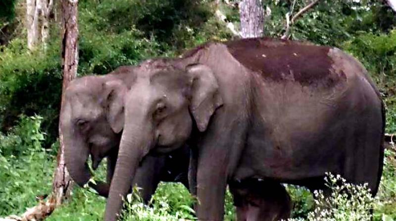 Jumbos Jumbos