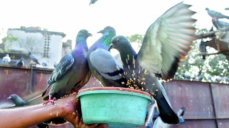 Pigeons have no dominant behaviour pattern. That they restrict other birds is a general observation. Pigeons have no dominant behaviour pattern. That they restrict other birds is a general observation.