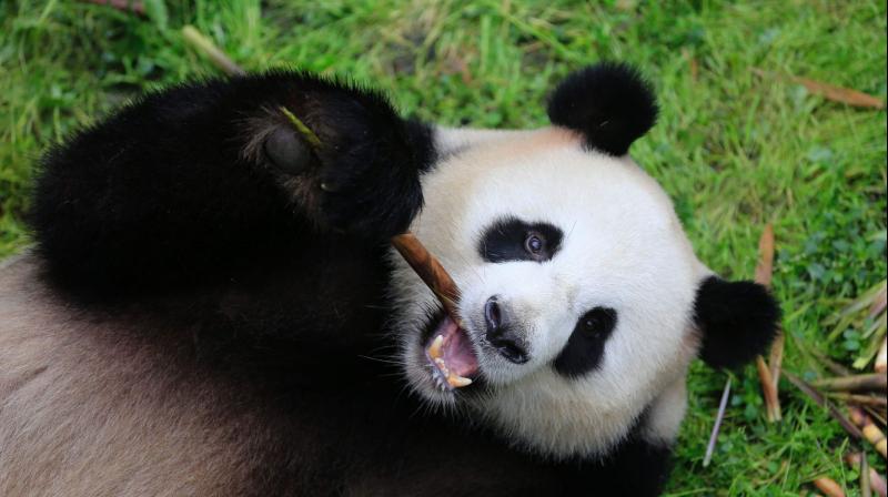 Meng Meng, one of the two giant Chinese panda bears. (Photo:AFP) Meng Meng, one of the two giant Chinese panda bears. (Photo:AFP)