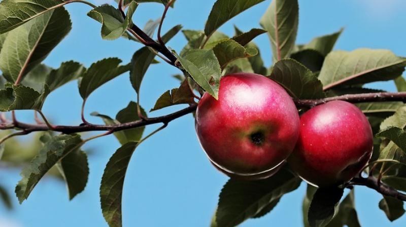 Washing could be one effective strategy to clean pesticides off produce, and it is standard practice in the food industry. (Photo: Pixabay) Washing could be one effective strategy to clean pesticides off produce, and it is standard practice in the food industry. (Photo: Pixabay)