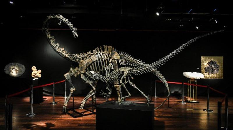 Dinosaur bones are increasingly gracing collectors' cabinets, with another huge skeleton, that of a theropod, expected to fetch up to 1.5 million euros ($1.84 million) when it goes up for auction in June. (Photo: AFP) Dinosaur bones are increasingly gracing collectors' cabinets, with another huge skeleton, that of a theropod, expected to fetch up to 1.5 million euros ($1.84 million) when it goes up for auction in June. (Photo: AFP)