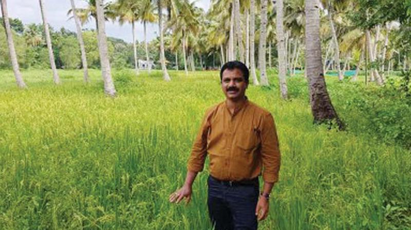 Agricultural officer V. R. Binesh near upland paddy cultivation. Agricultural officer V. R. Binesh near upland paddy cultivation.