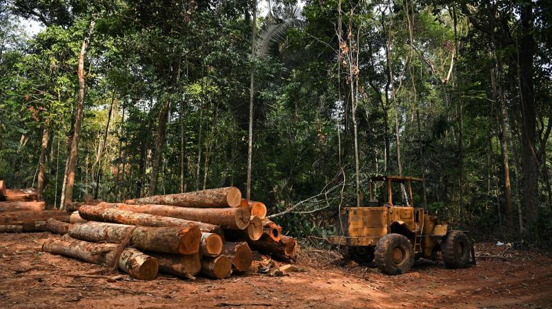 Just this year, there were 211 instances of tree felling in what the department, in its records, refers to as natural forests, resulting in the destruction of 17,456 trees between April 5 and December 7 of this year.  (Representational Image/AFP)