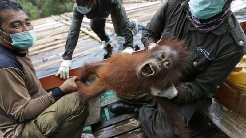 Researchers from the Max Planck Institute for Evolutionary Anthropology and other institutions said the original population of the gentle ginger-haired great apes is larger than previously estimated but so is the rate of decline. (Photo:AP) Researchers from the Max Planck Institute for Evolutionary Anthropology and other institutions said the original population of the gentle ginger-haired great apes is larger than previously estimated but so is the rate of decline. (Photo:AP)