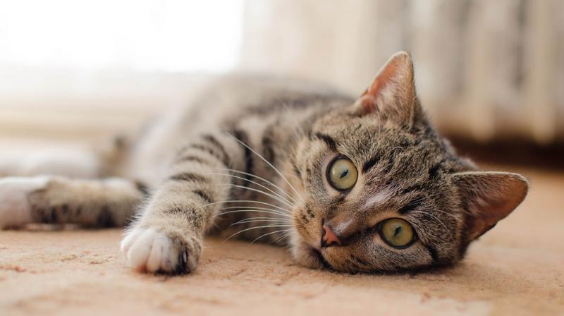 Panther and Baby were registered to Barker's psychiatric nurse girlfriend Verity Castle, 24, who is still standing by him despite the allegations. (Photo: Pixabay) Panther and Baby were registered to Barker's psychiatric nurse girlfriend Verity Castle, 24, who is still standing by him despite the allegations. (Photo: Pixabay)