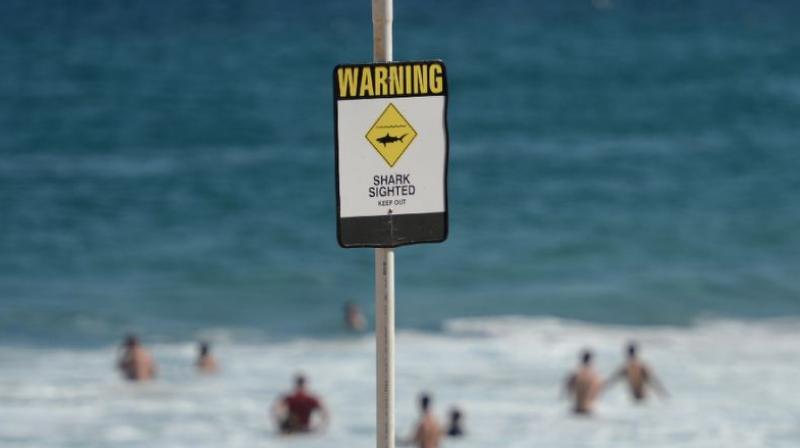 Laeticia Brouwer was the third person killed by a shark off Western Australia in the past 12 month (Photo: AFP) Laeticia Brouwer was the third person killed by a shark off Western Australia in the past 12 month (Photo: AFP)