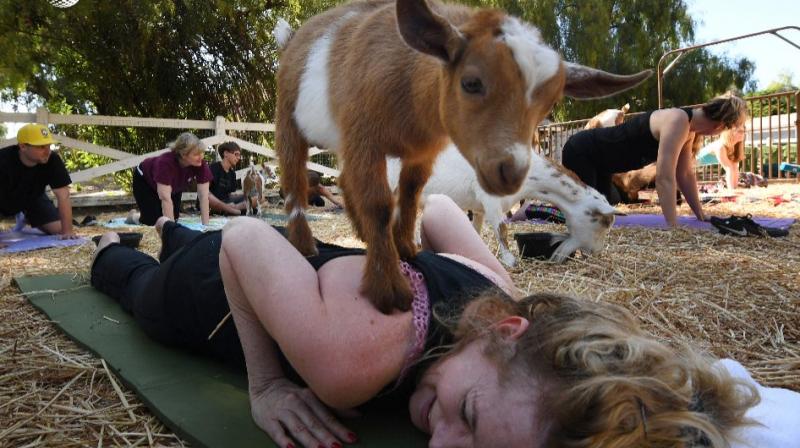 Welcome to "Goat Yoga," the latest fitness craze sweeping the United States (Photo: AP) Welcome to "Goat Yoga," the latest fitness craze sweeping the United States (Photo: AP)