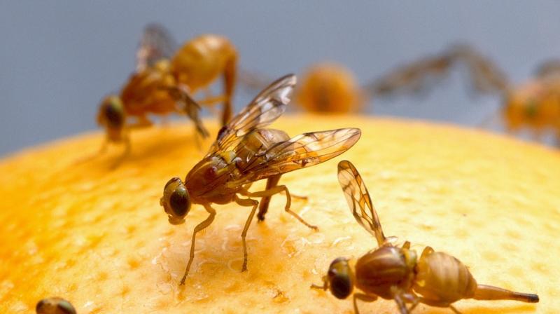 The experiment showed how male flies who hadn’t ejaculated for days opted for alcoholic meals (Photo: Pixabay) The experiment showed how male flies who hadn’t ejaculated for days opted for alcoholic meals (Photo: Pixabay)