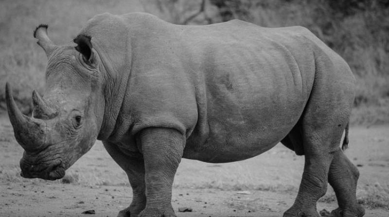 The International Union for Conservation of Nature (IUCN) describes the black rhinoceros (Diceros bicornis) as Critically Endangered just one step away from being extinct in the wild. (Photo: Pixabay) The International Union for Conservation of Nature (IUCN) describes the black rhinoceros (Diceros bicornis) as Critically Endangered just one step away from being extinct in the wild. (Photo: Pixabay)