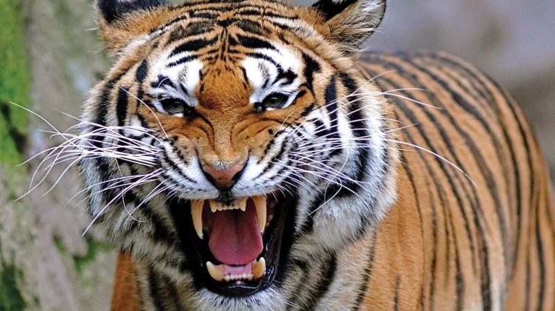 According to a rough estimate, there are 70 tigers in Wayanad Wildlife sanctuary whereas the Periyar Tiger Reserve and Parambikulam Tiger Reserve have only 26 and 24 tigers respectively. According to a rough estimate, there are 70 tigers in Wayanad Wildlife sanctuary whereas the Periyar Tiger Reserve and Parambikulam Tiger Reserve have only 26 and 24 tigers respectively.