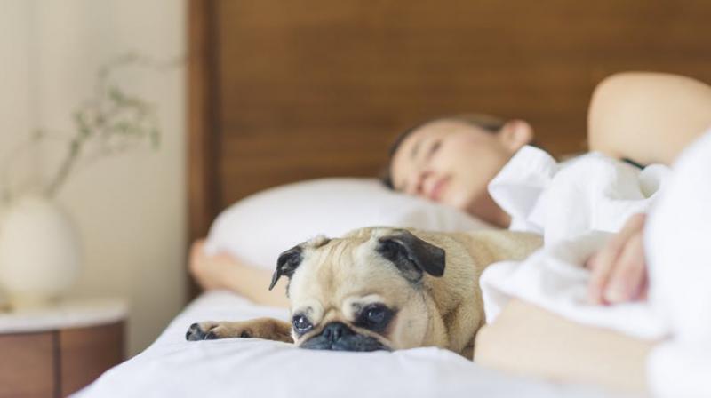 Study found that in patients with insomnia, daytime bright light exposure improved sleep quality and duration. It also reduced the time it took to fall asleep by 83 per cent. (Photo: Pexels) Study found that in patients with insomnia, daytime bright light exposure improved sleep quality and duration. It also reduced the time it took to fall asleep by 83 per cent. (Photo: Pexels)