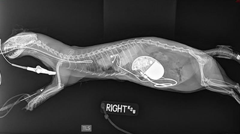 It was the first time the center implanted a pacemaker in a ferret. (Photo: AP) It was the first time the center implanted a pacemaker in a ferret. (Photo: AP)