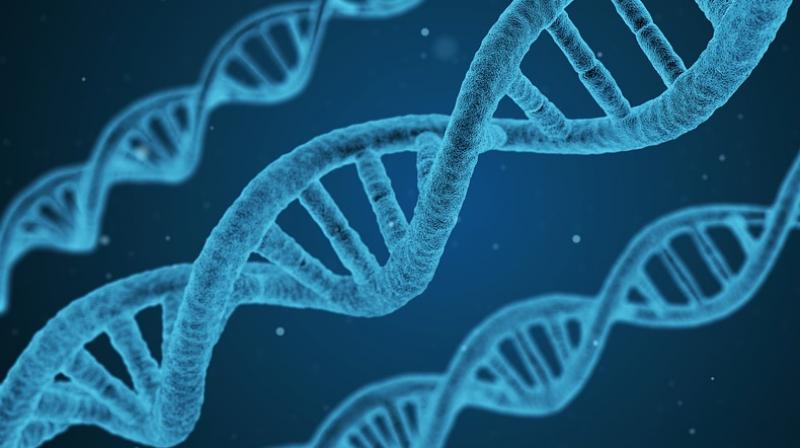 Researchers from University of Rochester in the US analysed the activity of the KRAS, CDKN2A, SMAD4, and TP53 genes. (Photo: Pixabay) Researchers from University of Rochester in the US analysed the activity of the KRAS, CDKN2A, SMAD4, and TP53 genes. (Photo: Pixabay)
