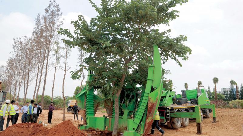 Volvo’s Tree-Transplanter at work at the Kempegowda International Airport. Volvo’s Tree-Transplanter at work at the Kempegowda International Airport.