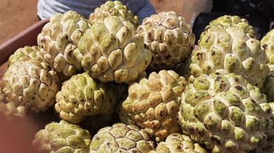 Local farmers said they have no problem with the Solapur variety as it enters the market after the local season ends. — Vadrevu Srinivas