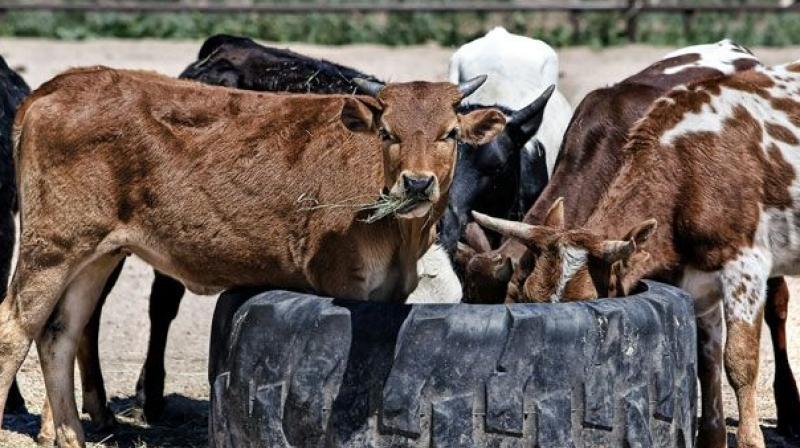 The cattle UID would further be linked to the Aadhaar number of its owner which in turn would check the illegal sale and purchase, smuggling and abandoning of cattle, Madhya Pradesh Animal Husbandry Joint Director and INAPH state nodal officer Gulabsingh Davar said. (Photo: File) The cattle UID would further be linked to the Aadhaar number of its owner which in turn would check the illegal sale and purchase, smuggling and abandoning of cattle, Madhya Pradesh Animal Husbandry Joint Director and INAPH state nodal officer Gulabsingh Davar said. (Photo: File)