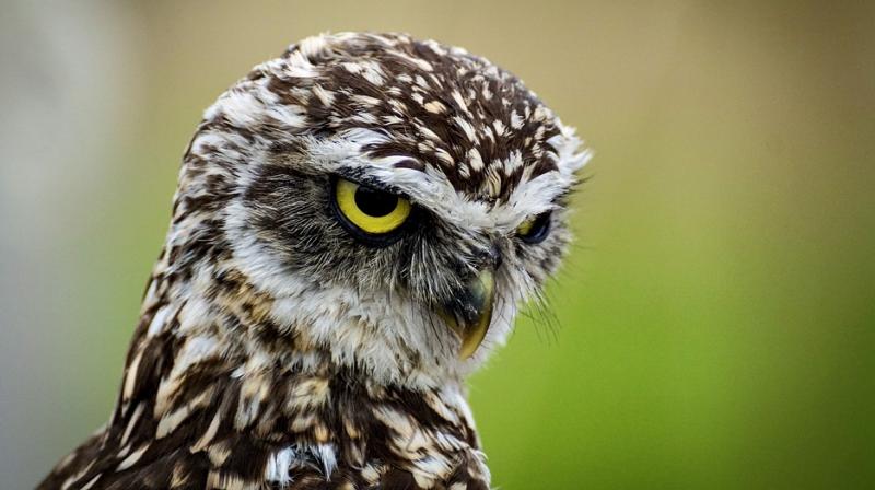The post-mortem report of the owl said it 'died due to multiple puncture wounds', the officer said. (Representational Image | Pixabay) The post-mortem report of the owl said it 'died due to multiple puncture wounds', the officer said. (Representational Image | Pixabay)