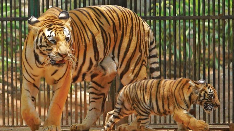 10-year-old Ponni and her cub at the Thiruvananthapuram Zoo on Thursday. (Photo: A.V. MUZAFAR) 10-year-old Ponni and her cub at the Thiruvananthapuram Zoo on Thursday. (Photo: A.V. MUZAFAR)
