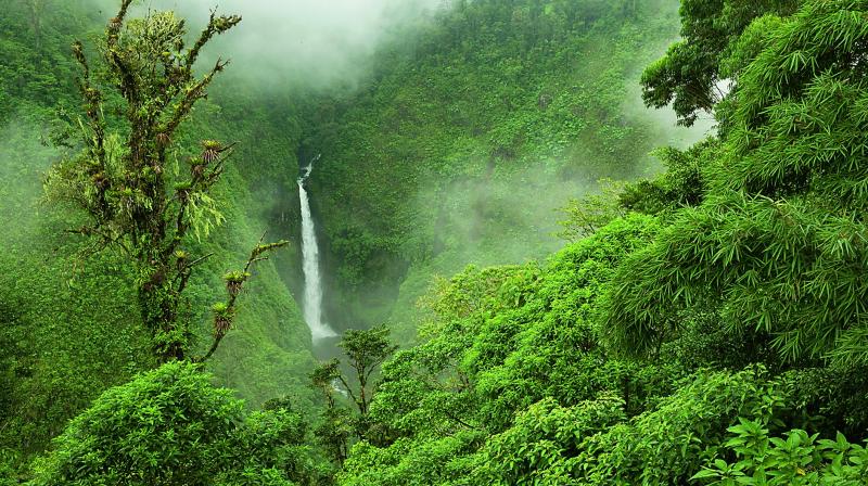 After all, the cloud forests of this country, whose name is a somewhat-understated geographical description (Costa Rica literally translates to ‘rich coast’), host a dizzying 500,000 species. After all, the cloud forests of this country, whose name is a somewhat-understated geographical description (Costa Rica literally translates to ‘rich coast’), host a dizzying 500,000 species.