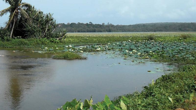 Vellayani lake. Vellayani lake.