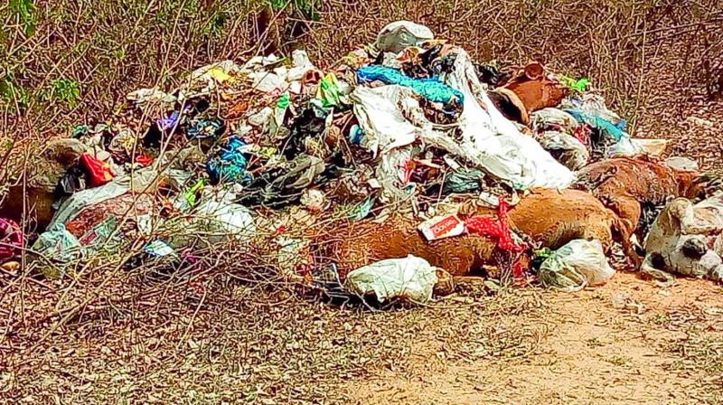 The dogs were found dead and dumped along with garbage in Kongara forest. The dogs were found dead and dumped along with garbage in Kongara forest.