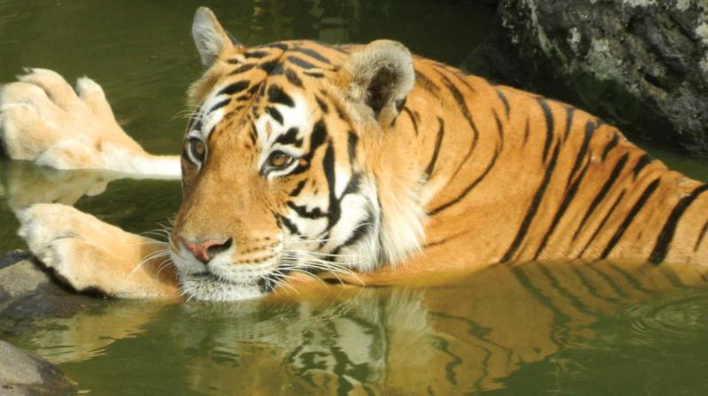 The photo of a tiger captured by Sasidharan Parakkuth. The photo of a tiger captured by Sasidharan Parakkuth.