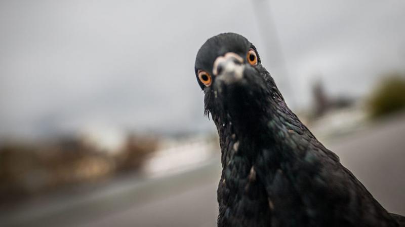 Pigeons and humans both slow down by the same amount under double stress (Photo: AFP) Pigeons and humans both slow down by the same amount under double stress (Photo: AFP)