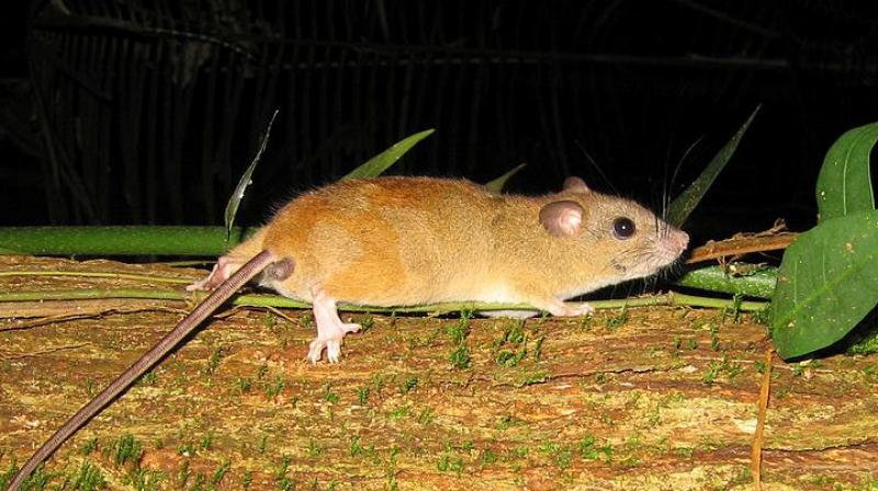 The Bramble Cay melomys was considered to be Australia's most isolated mammal. (Photo: Wikimedia Commons/Flickr/ Greg Schechter) The Bramble Cay melomys was considered to be Australia's most isolated mammal. (Photo: Wikimedia Commons/Flickr/ Greg Schechter)