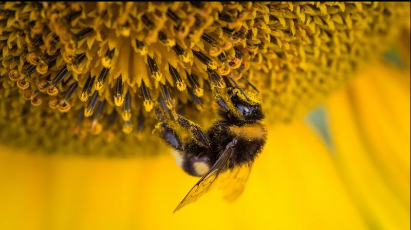 Honeybees finding it harder to eat at America's bee hot spot. (Photo: Pexels) Honeybees finding it harder to eat at America's bee hot spot. (Photo: Pexels)
